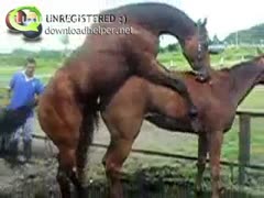 A ranch man witnesses two powerful horses having sex outside.